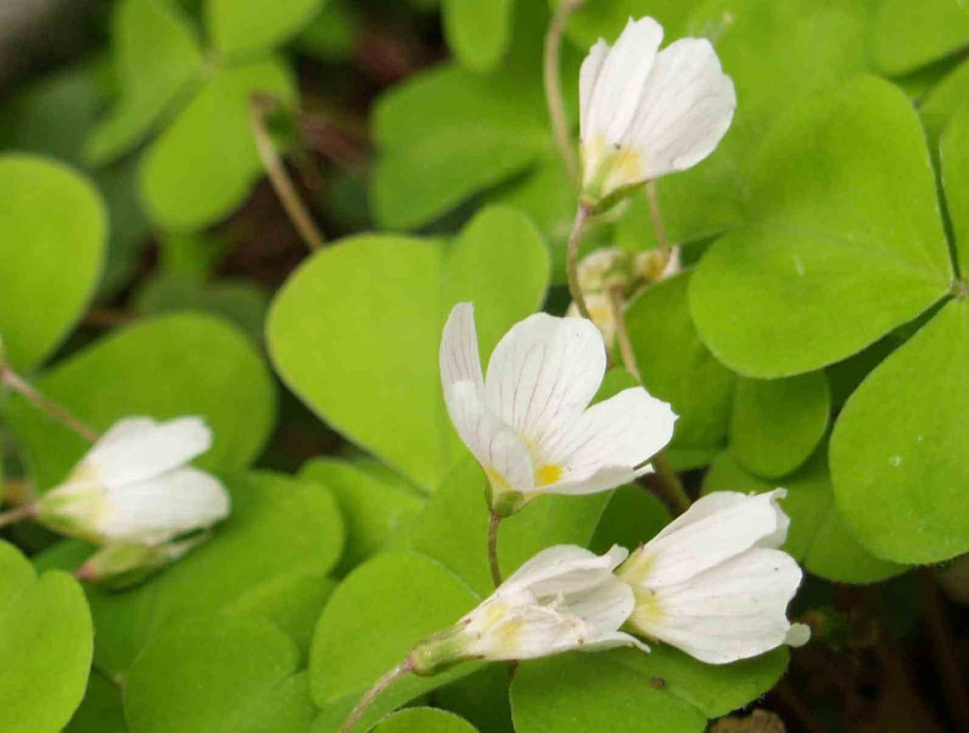 Sorrel, Wood flower